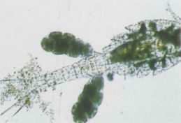 微生物３