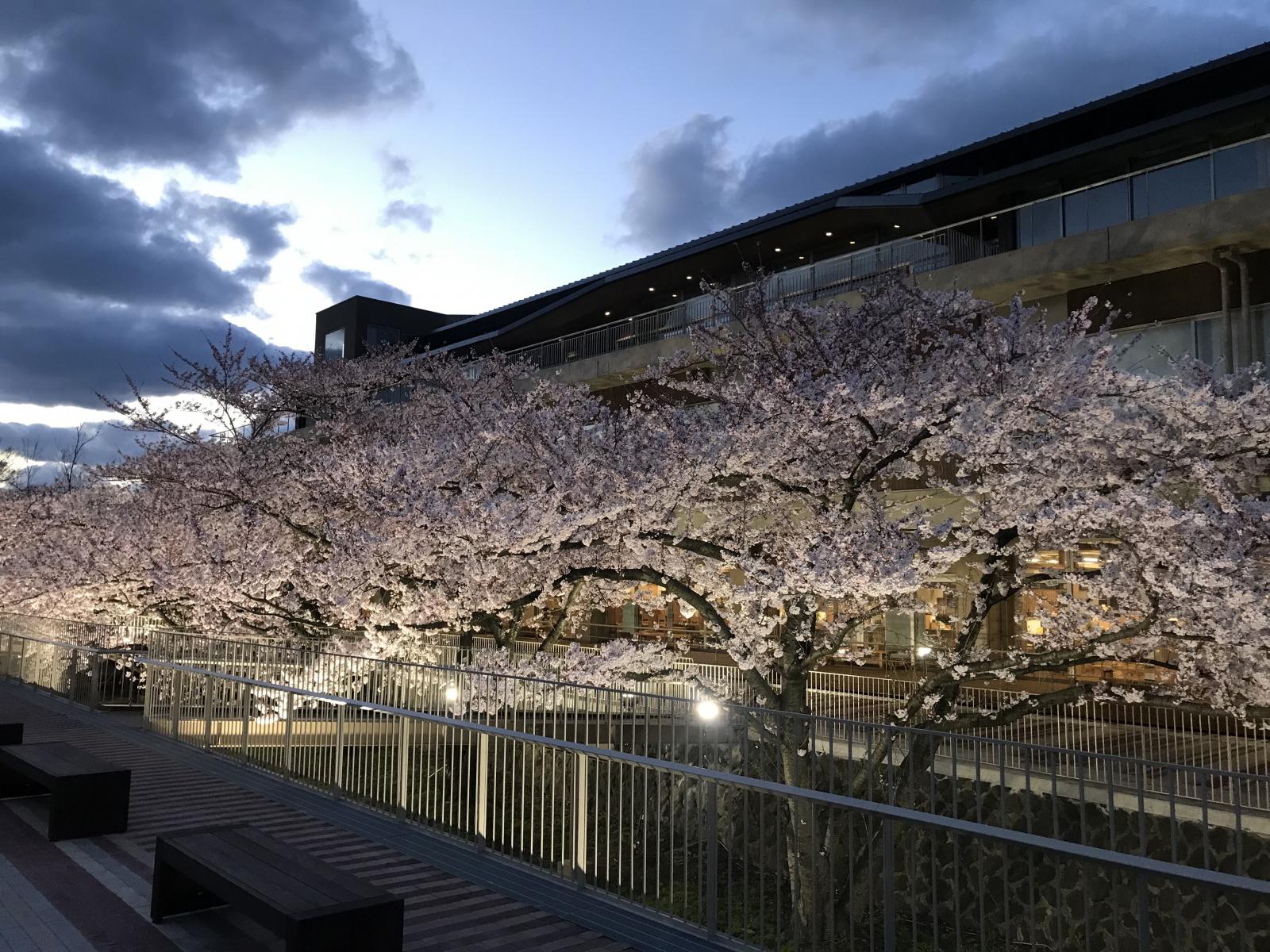 市役所さくら庭ライトアップ 能代市