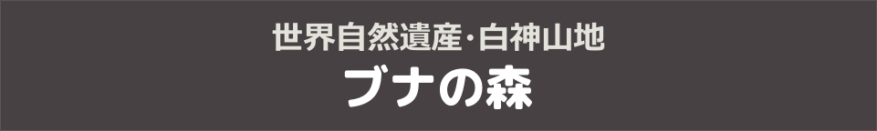 世界自然遺産・白神山地　ブナの森