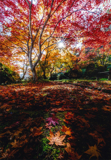 スポットライト